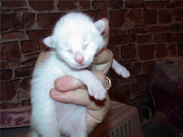 Малыш котенок, белый