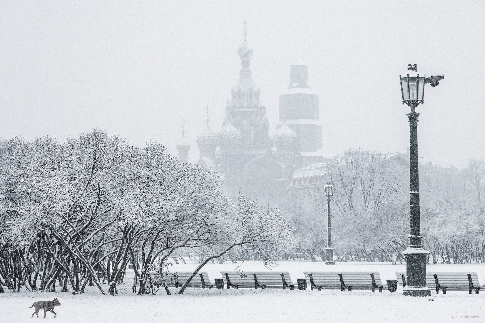 Петербургский монохром. 24.11.2025. Mokhorev