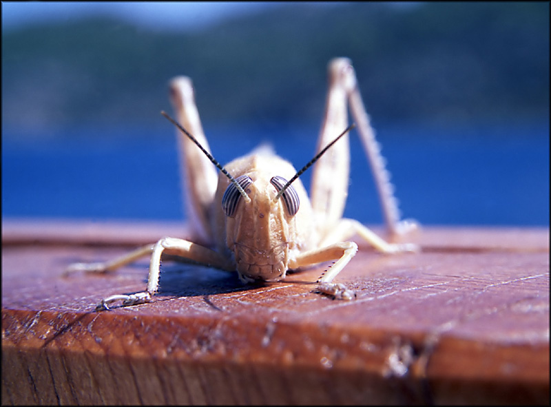 Кузнечик grasshopper кузнечик