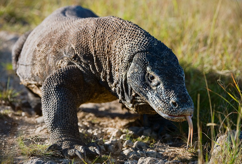 Varanus komodoensis Varanus komodoensis варан Комодо индонезия рептилии остров