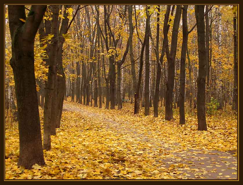 В осеннем парке 