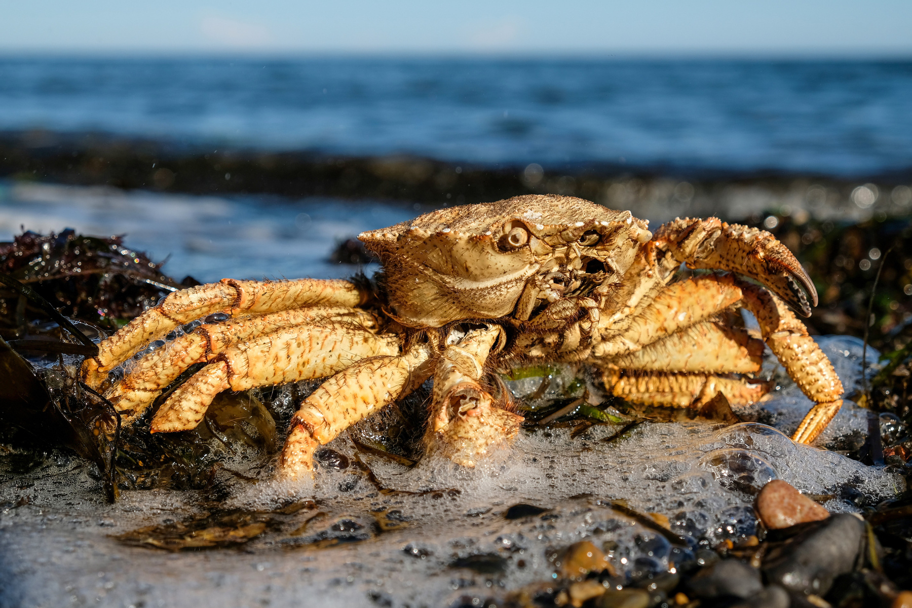 Зомби из моря 