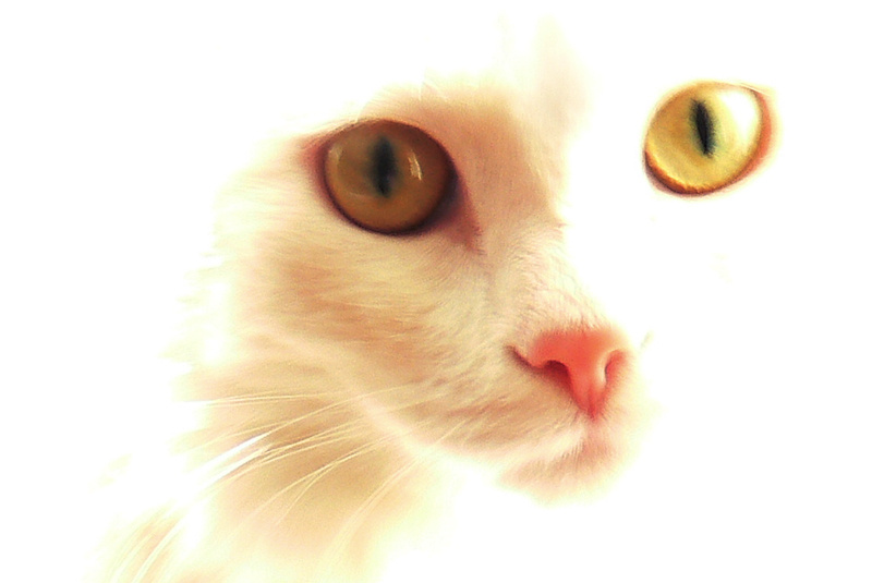 киса киса кот кошка белый портрет окно свет котик котенок девочка