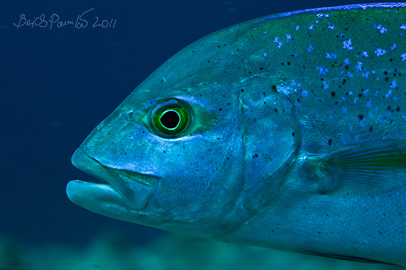 ставрида ставрида Мальдивы blue-fin trevally ambient light anion Maldives