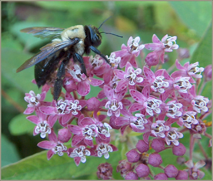 Пчела-плотник  Xylocopa