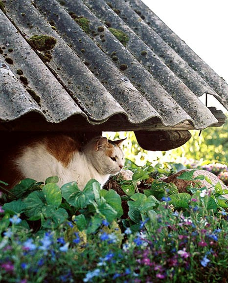 ... кот кошка