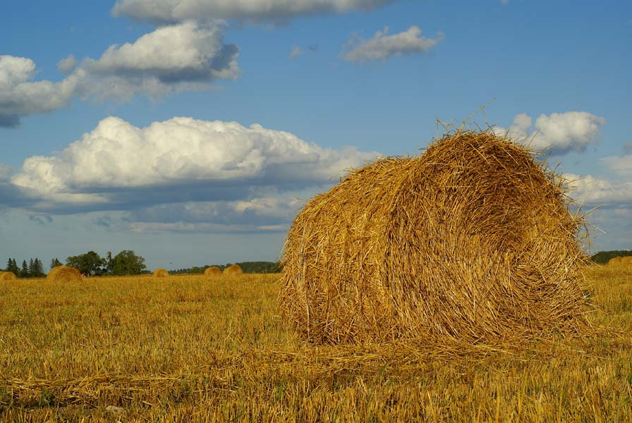 hay bales 