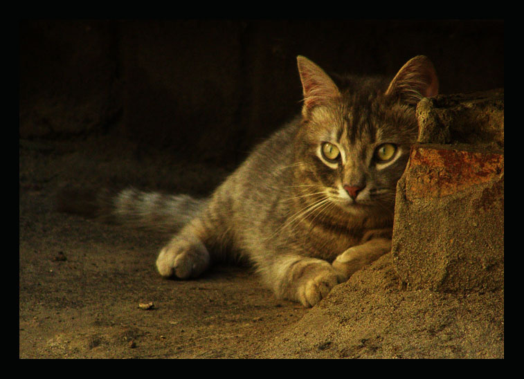 Хищица котомафия кот кошка