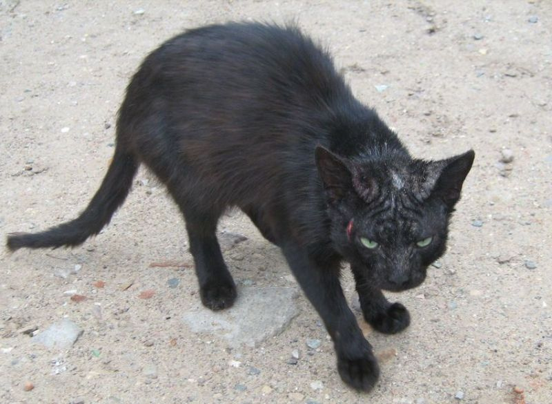 Раненый кот черный кот
