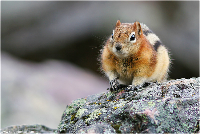chipmunk chipmunk animals