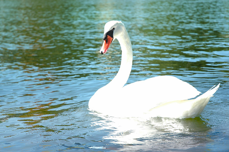 утренние сказки swan, morning, water