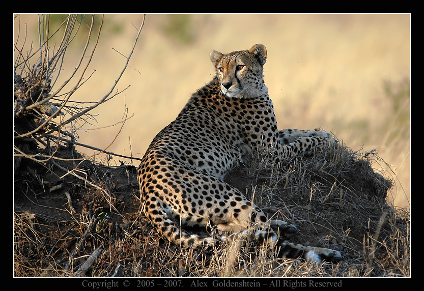 ГЕПАРД. Гепаpд (Acinonyx jubatus, Cheetah), Африка, Кения, Масай Мара