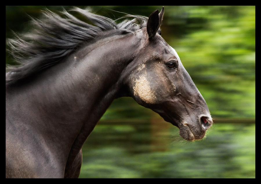 Победитель.. лошадь horse