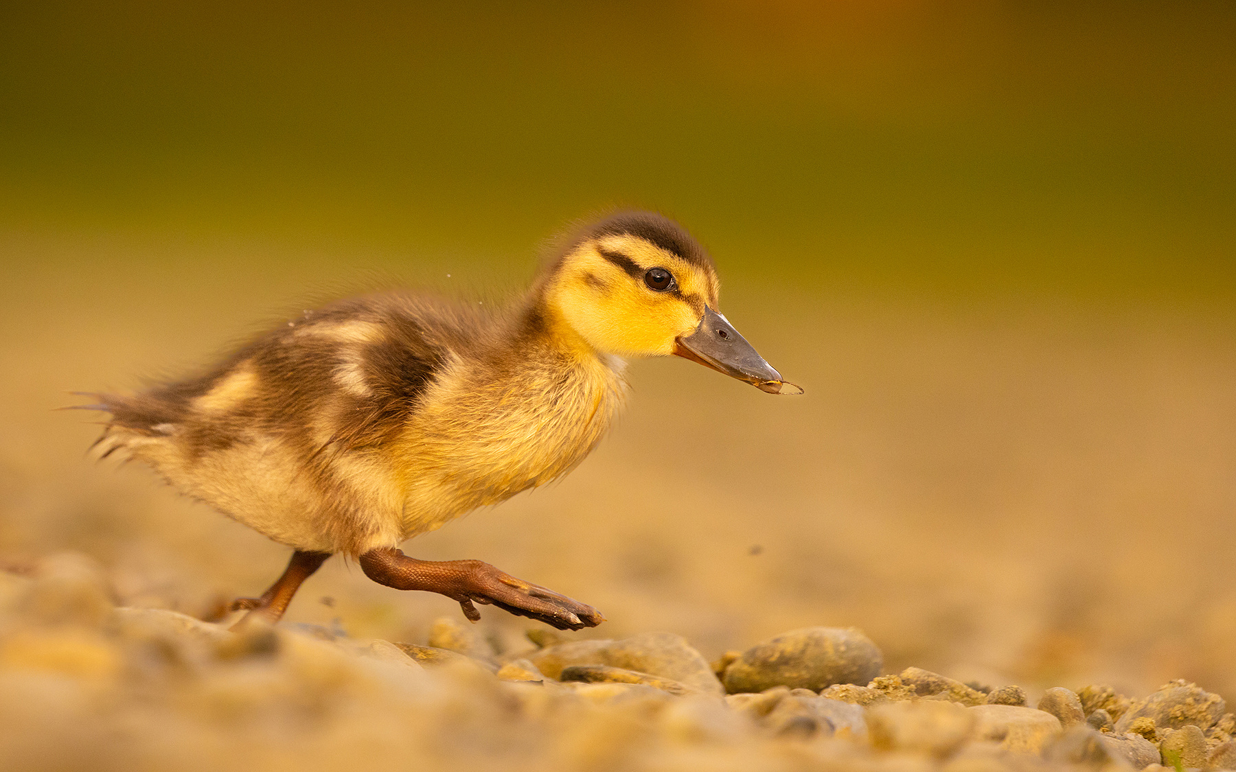 Duckling 