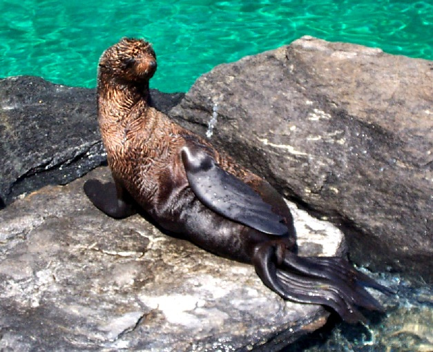 Морской котик (или кошечка) на отдыхе Ssea Lion Mystic Морской котик
