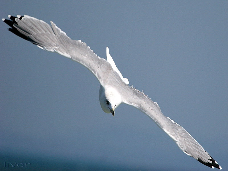 чайка морская,большая LARUS MARINUS чайка море пароход