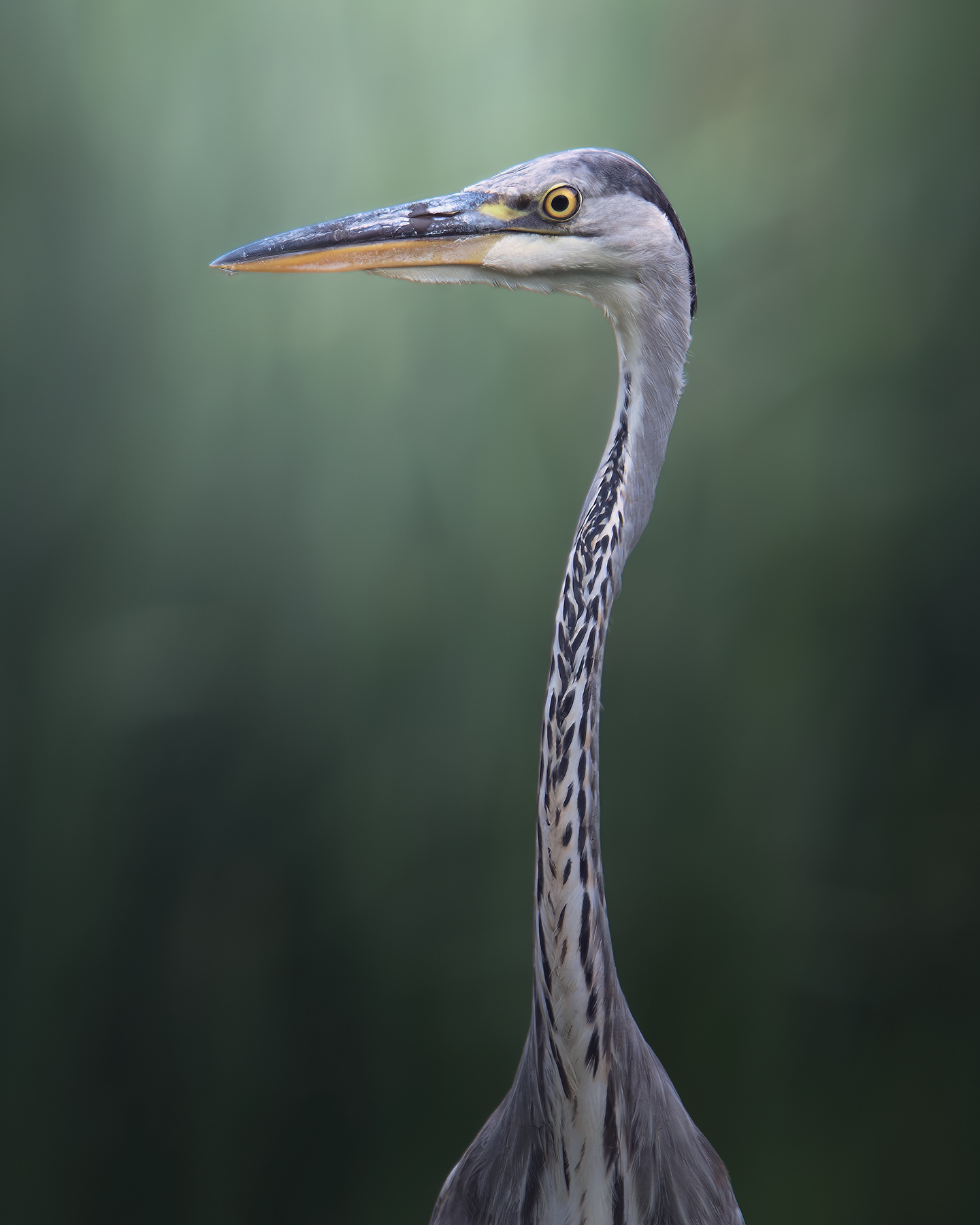 Серая цапля (Ardea cinerea) 