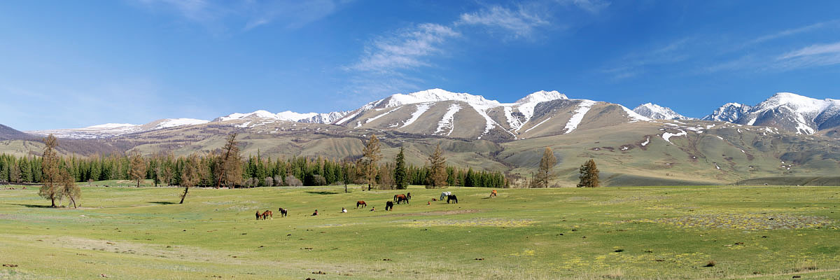 Алтай в мае Панорамма