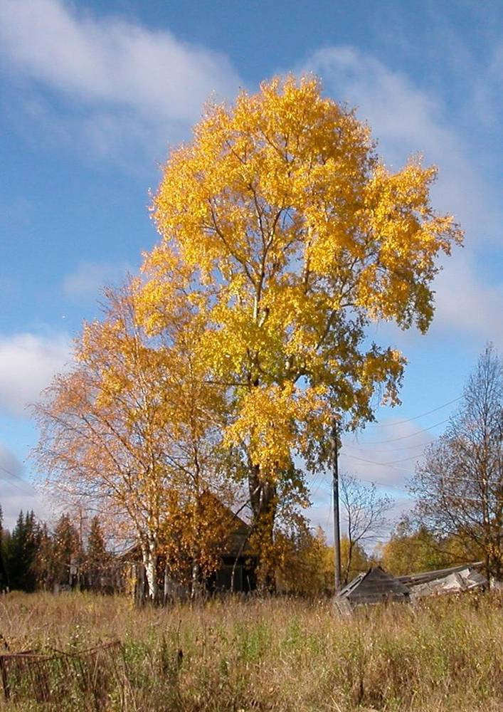 сентябрь сентябрь