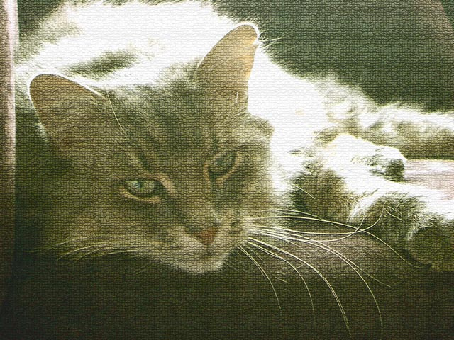 Зверь кот, диван, усы