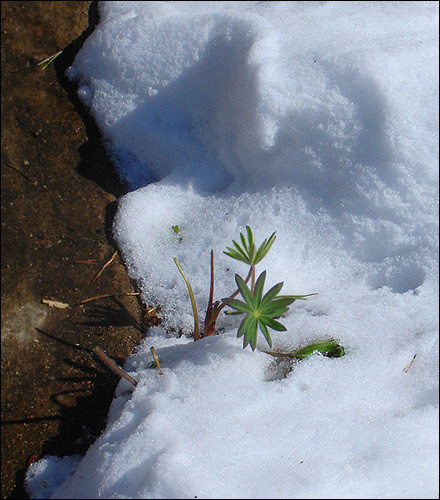 snowgreen 