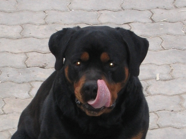 Песик 
