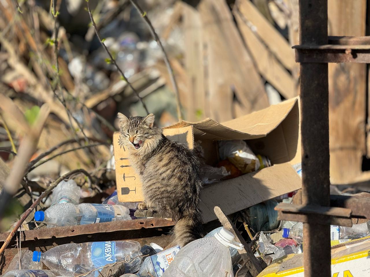 Коты на Службе_1 