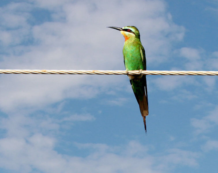 21708.2 Bee Eater 