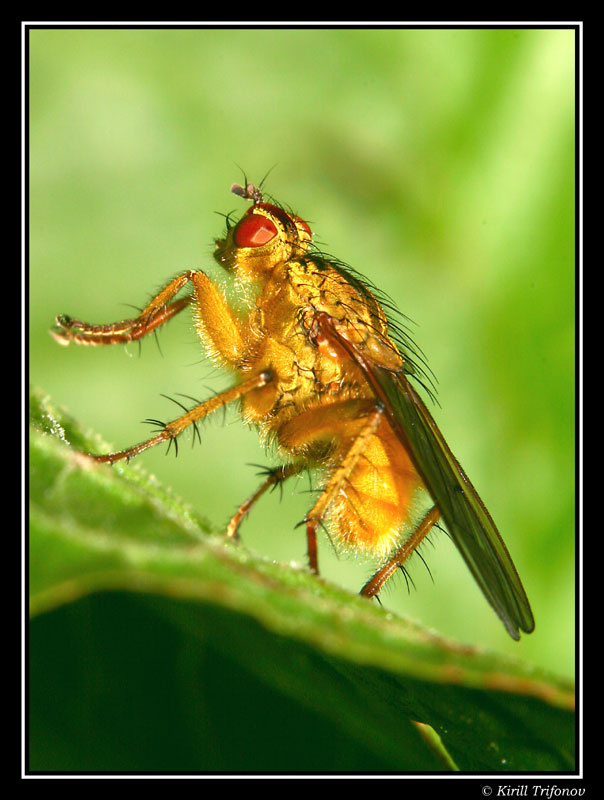Солнечная муха макро муха macro fly