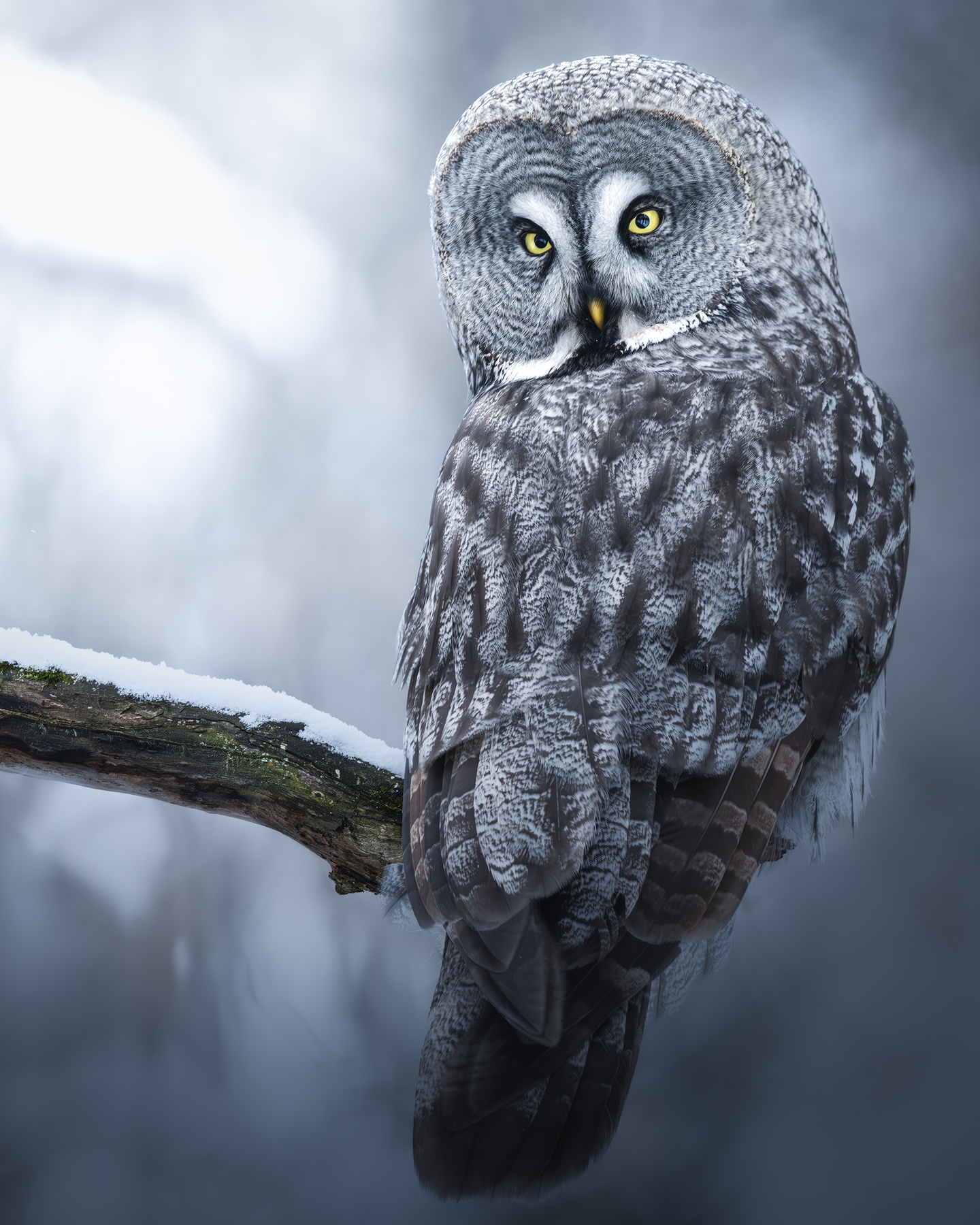 Бородатая неясыть (Strix nebulosa) 