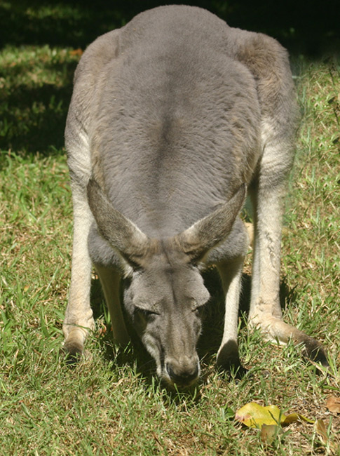 Кенгуру kangaroo кенгуру