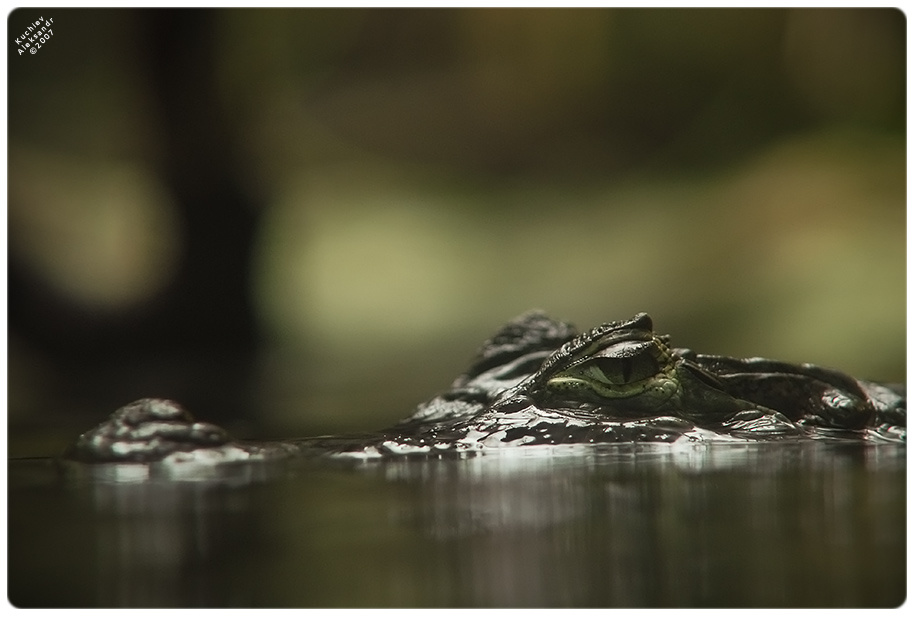 рокодиль tierchen penquanta aleksandr kuchiev крокодил crocodile