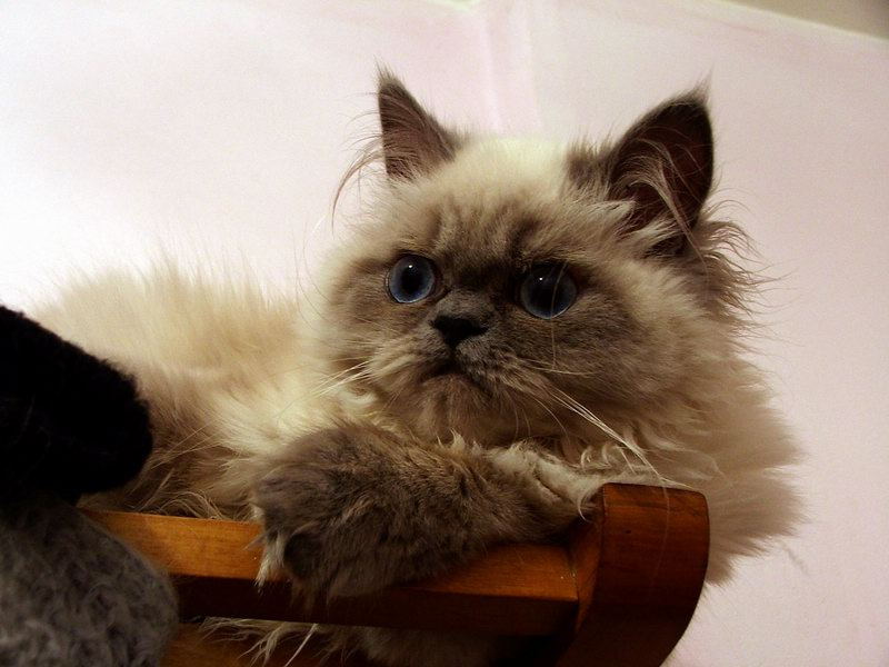 Хозяйка призрака кот , кошка