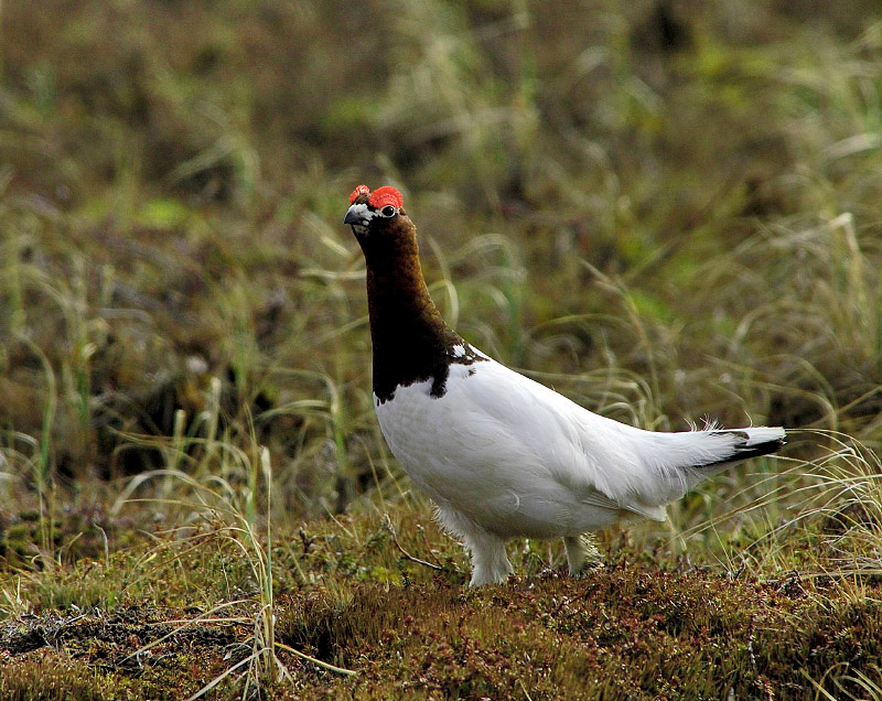 Брови красные … густые Белая куропатка, Lagopus lagopus, Willow Ptarmigan, Tobseda, Barents Sea, Arctic