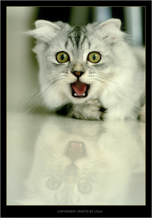 Батю! Хтойта? кот котенок кошка котик удивление
