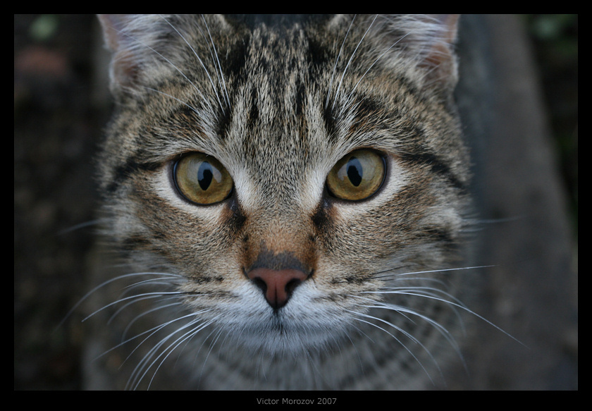 Котофота хочеца тоже кошек фотать =)