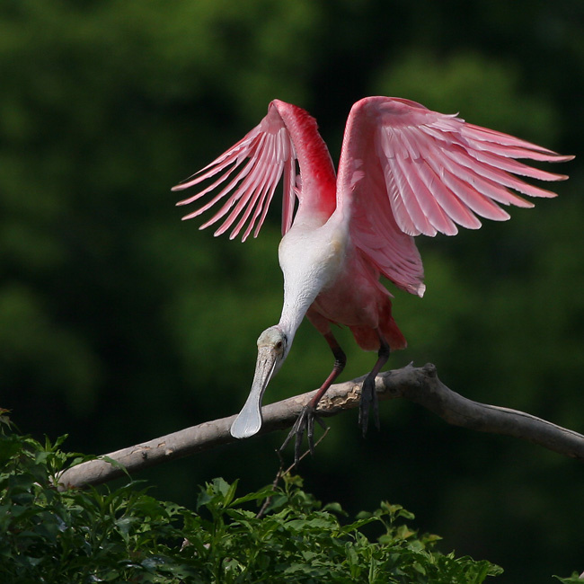 Ныряю птица, розовая, колпица, roseate, spoonbill, Texas