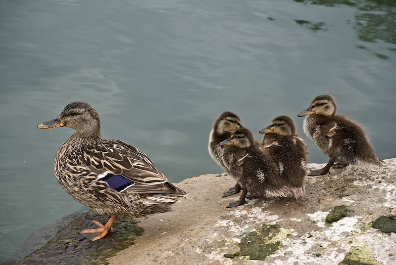 duck family duck, family