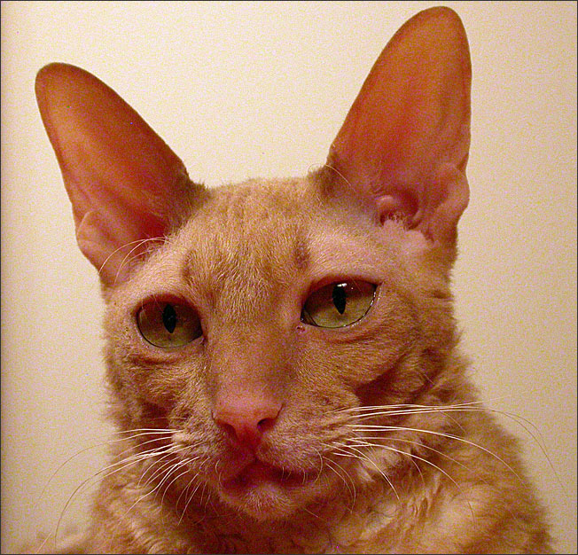 Не кормят Зуки
