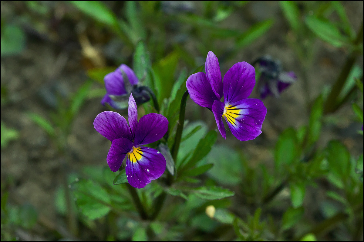 Pansies 