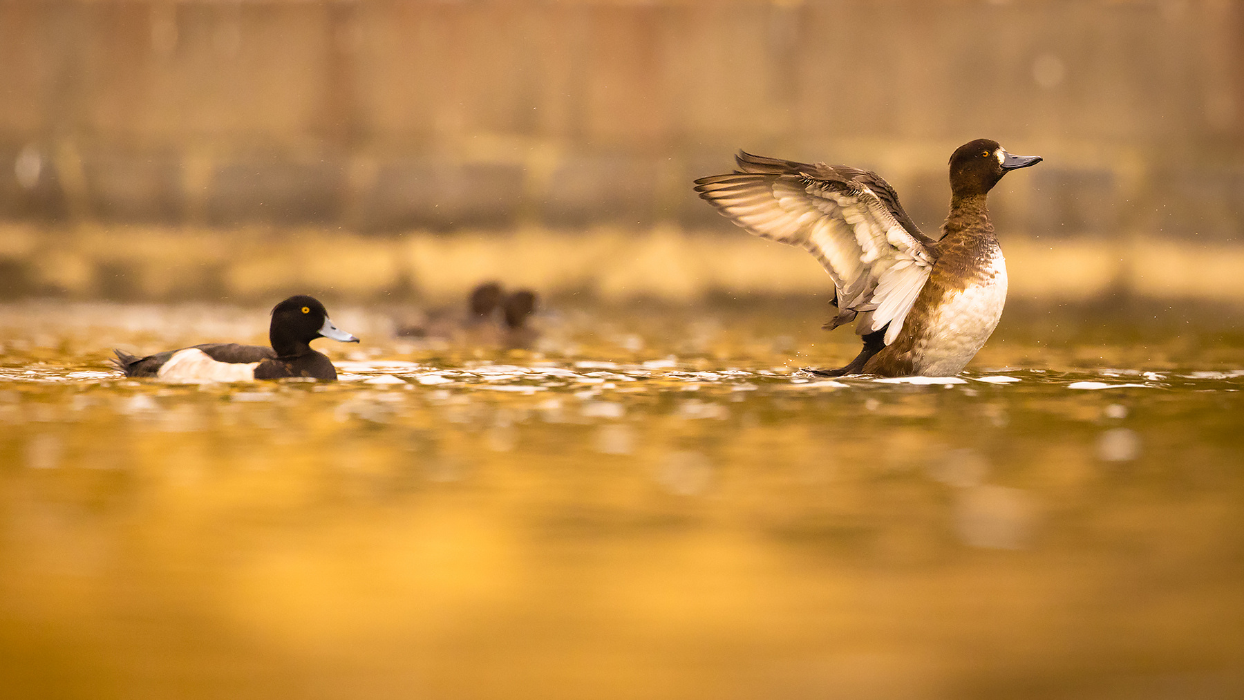 Duck 