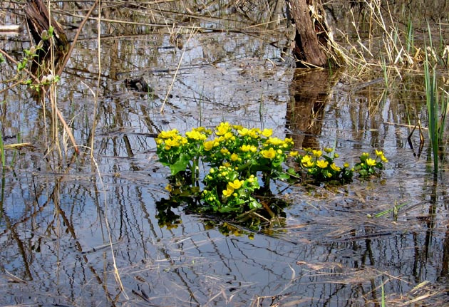 Купальница купальница вода растения природа весна