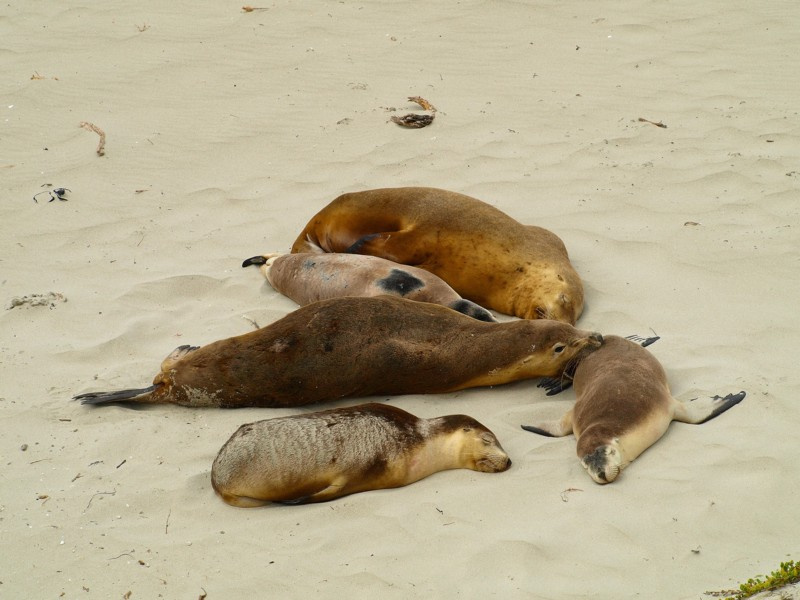 Проснись, фотосессия началась! seal beach