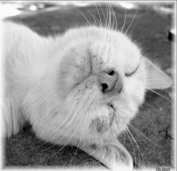 Do not disturb! кот