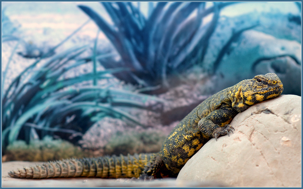 Притомился... сахарский шипохвост Uromastyx geyri