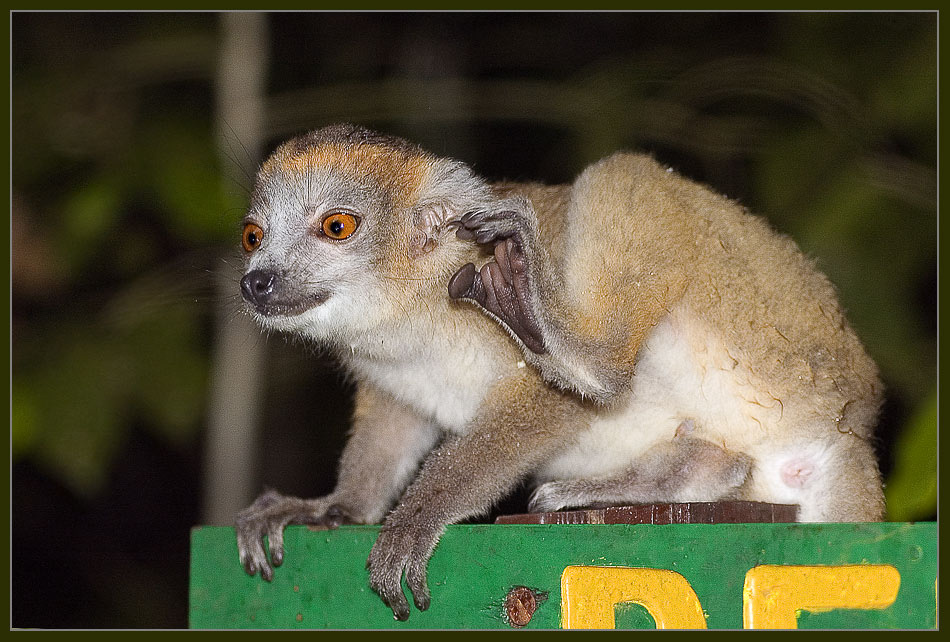 А я всё слышу! Madagascar, Мадагаскар, Crowned, lemur, (Eulemur, coronatus), Венценосный, лемур, слышать