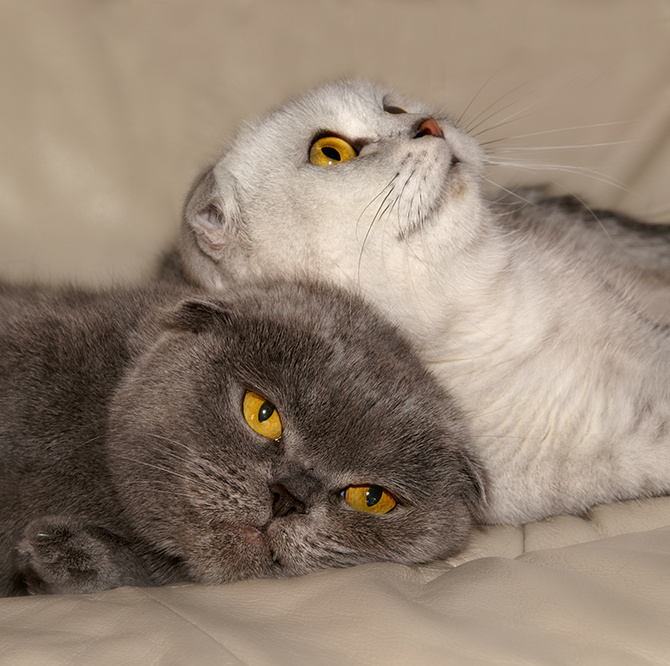 Подруги кошки
