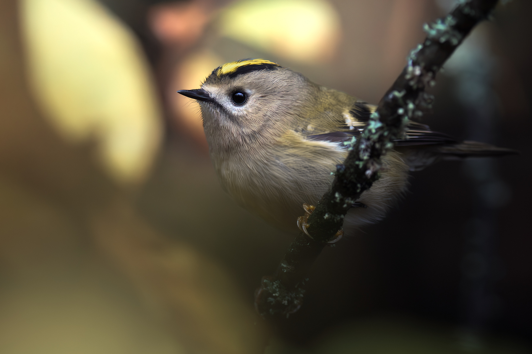 Желтоголовый королёк (Regulus regulus) 