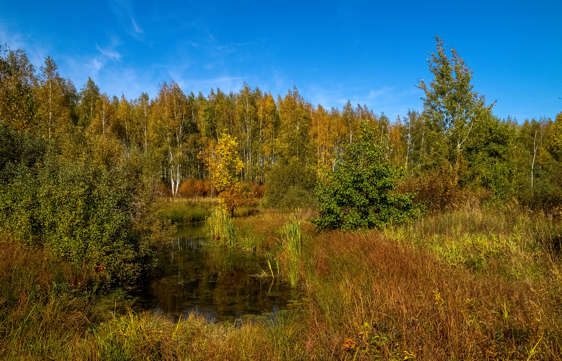 Теплая Подмосковная Осень # VIII 