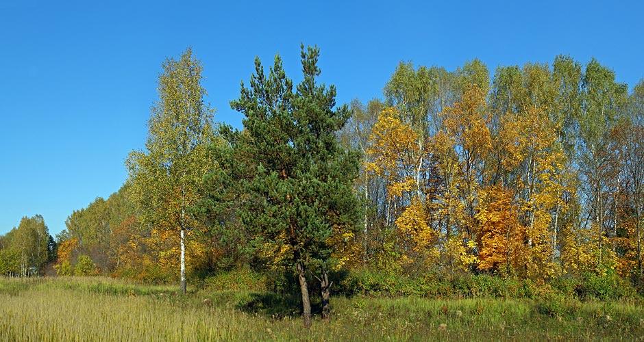 Цвета осени Осень